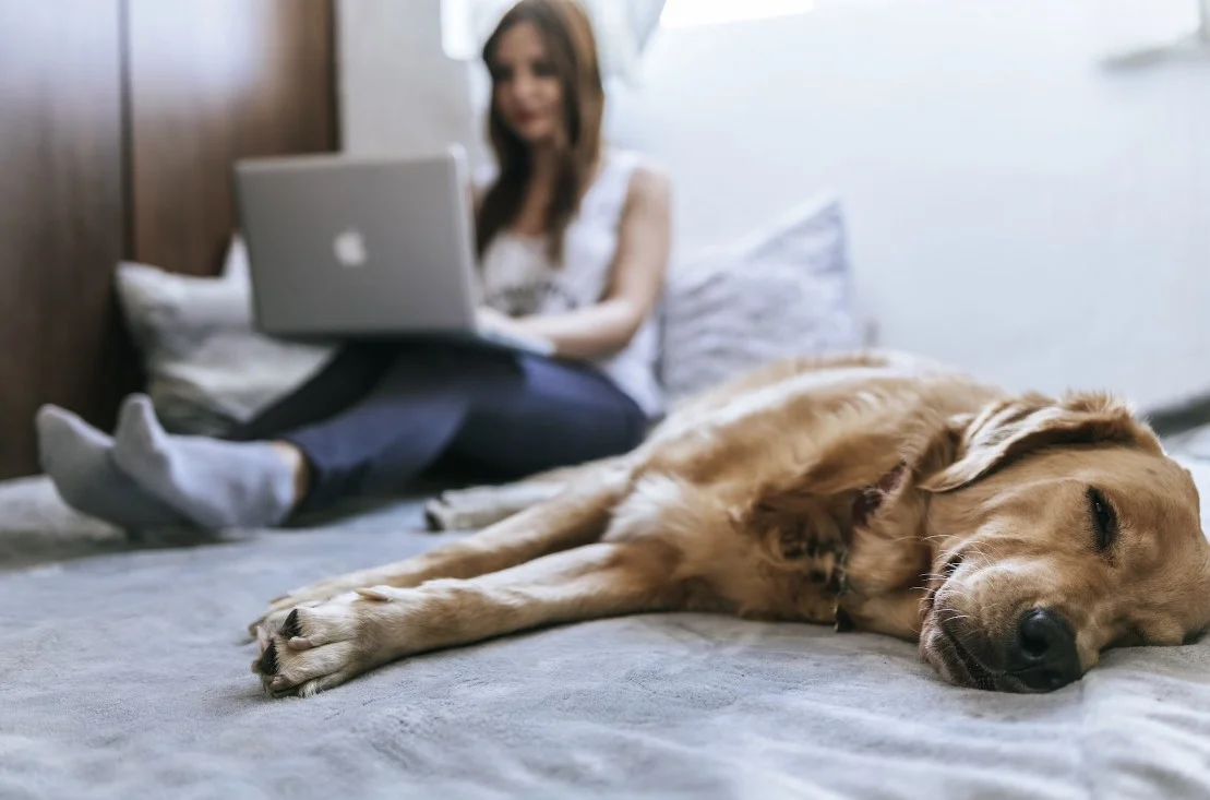 smart couch bed